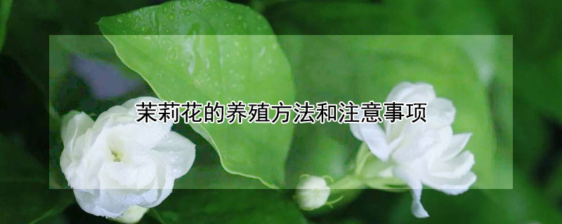 茉莉花的养殖方法和注意事项（香水茉莉花的养殖方法和注意事项）