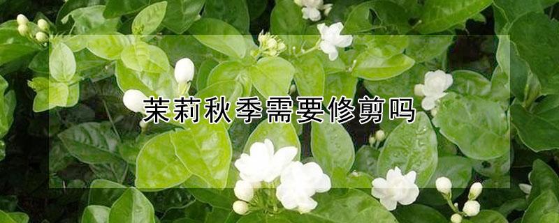 茉莉秋季需要修剪吗 秋天茉莉花要修剪吗