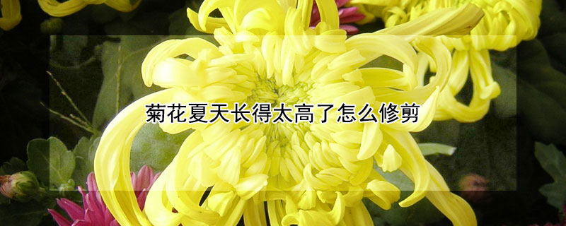 菊花夏天长得太高了怎么修剪（菊花夏天长得太高了怎么修剪贴吧）