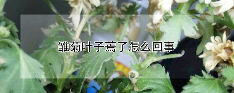 雏菊叶子蔫了怎么回事 雏菊叶子蔫了怎么回事儿