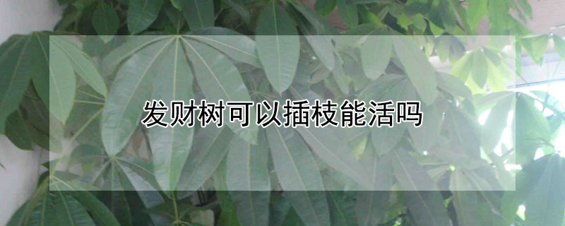 发财树可以插枝能活吗 发财树是否可以插枝