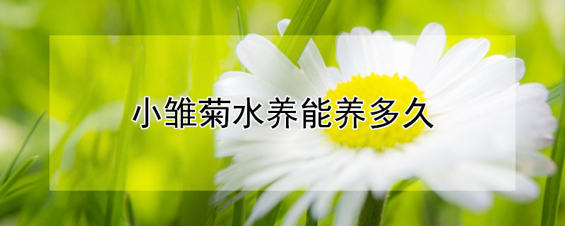 小雏菊水养能养多久（小雏菊水养可以养多久）