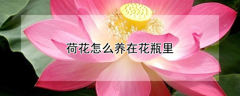 荷花怎么养在花瓶里（荷花怎么养在花瓶里放海绵垫么）