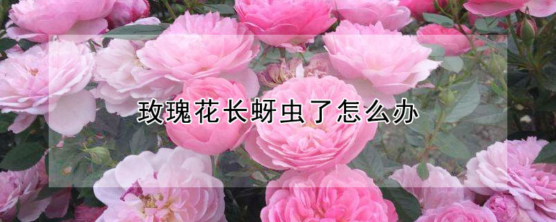 玫瑰花长蚜虫了怎么办（玫瑰花蕾长蚜虫了怎么办）