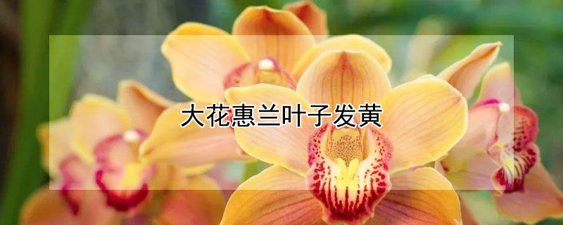 大花惠兰叶子发黄（大花蕙兰叶子发黄发焦）