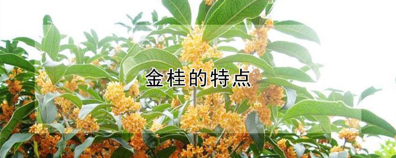 金桂的特点（金桂的特点和外貌描写）