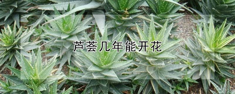 芦荟几年能开花 芦荟几年能开花吗