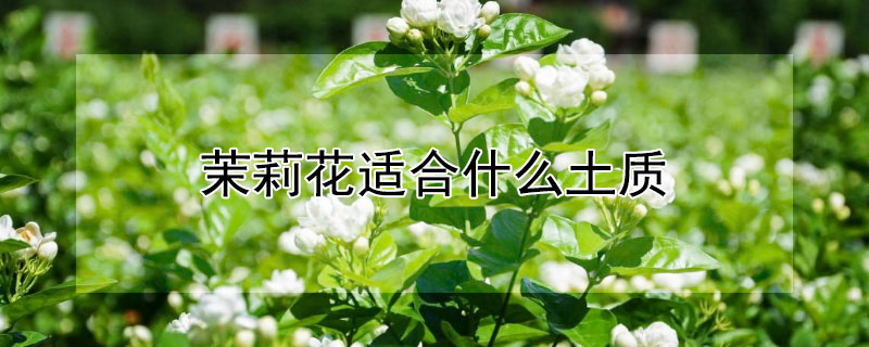 茉莉花适合什么土质 茉莉花适合什么土质生长