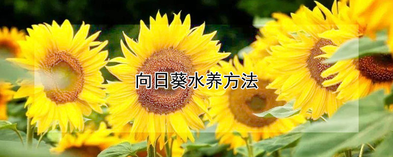 向日葵水养方法（向日葵水养方法和注意事项有哪些）