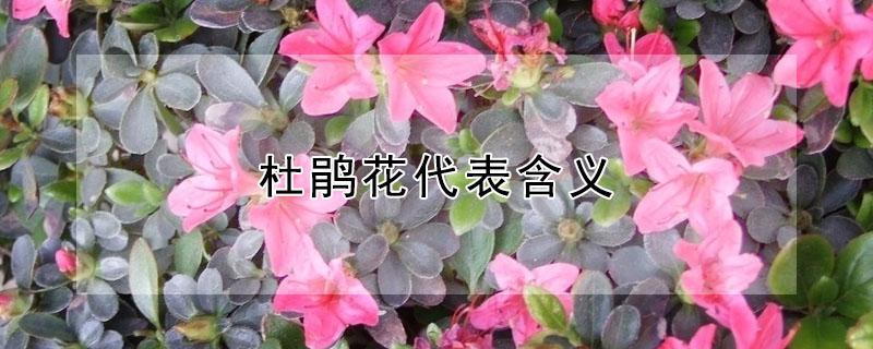 杜鹃花代表含义（杜鹃花代表的含义）