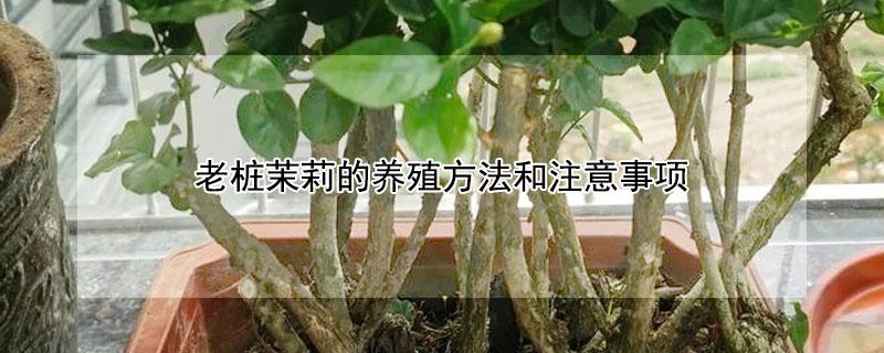 老桩茉莉的养殖方法和注意事项 老桩茉莉怎么养