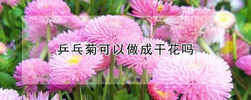 乒乓菊可以做成干花吗（乒乓菊可以做成干花吗怎么做）