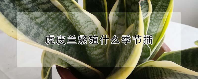 虎皮兰繁殖什么季节插（虎皮兰繁殖什么季节插枝好）