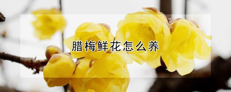 腊梅鲜花怎么养（腊梅鲜花怎么养活）