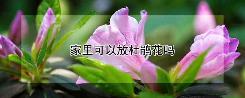 家里可以放杜鹃花吗（家里可以放杜鹃花家里吗）