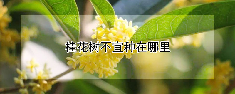 桂花树不宜种在哪里（桂花树不宜种在哪里呢）