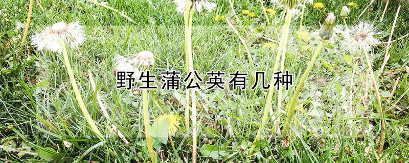 野生蒲公英有几种（野生蒲公英有几种哪种最好）