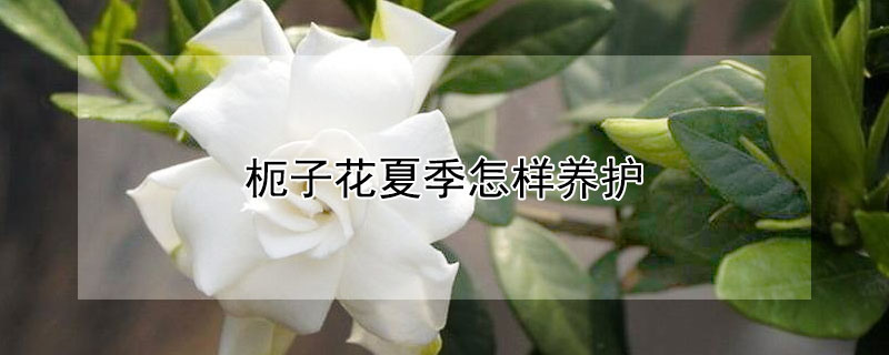 枙子花夏季怎样养护（桭子花夏天怎样养护）