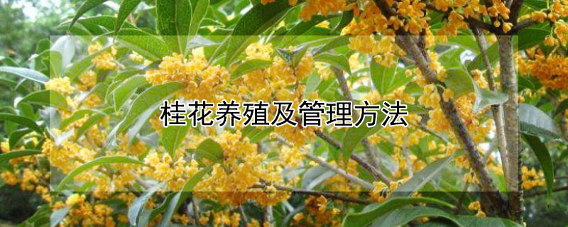 桂花养殖及管理方法 桂花养殖及管理方法有哪些