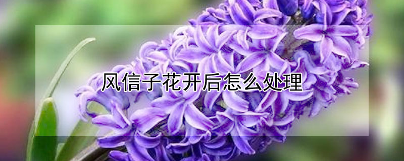 风信子花开后怎么处理（风信子花开后怎么处理好）