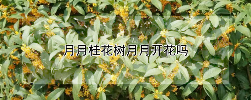 月月桂花树月月开花吗 月月桂花树怎么养才长得好