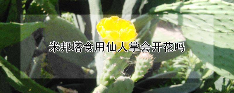 米邦塔食用仙人掌会开花吗 米邦塔仙人掌开什么颜色花