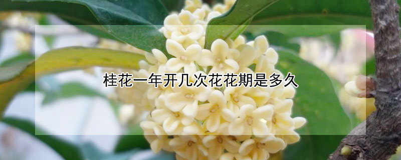 桂花一年开几次花花期是多久（桂花一年开花多长时间）