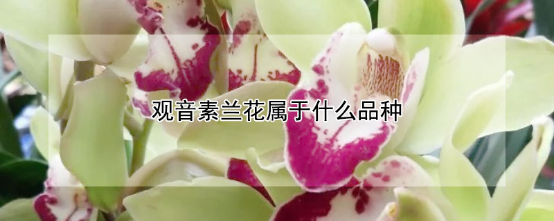 观音素兰花属于什么品种（观音素兰花养殖方法）