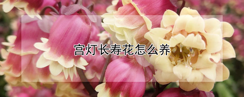 宫灯长寿花怎么养 宫灯长寿花怎么养老庄