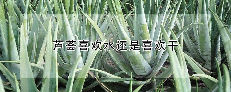 芦荟喜欢水还是喜欢干（芦荟喜欢水还是喜欢干燥）