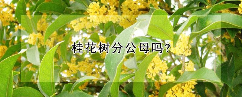 桂花树分公母吗? 桂花树分公母吗图片