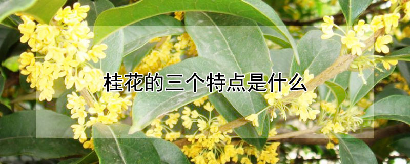 桂花的三个特点是什么（桂花有怎样的特点）