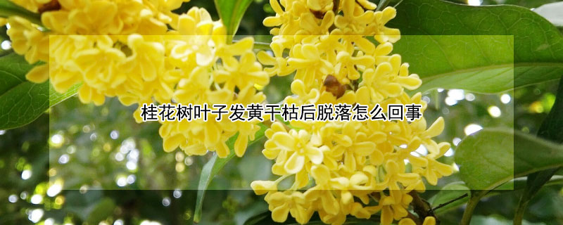 桂花树叶子发黄干枯后脱落怎么回事 桂花树叶子发黄干枯后脱落怎么回事啊