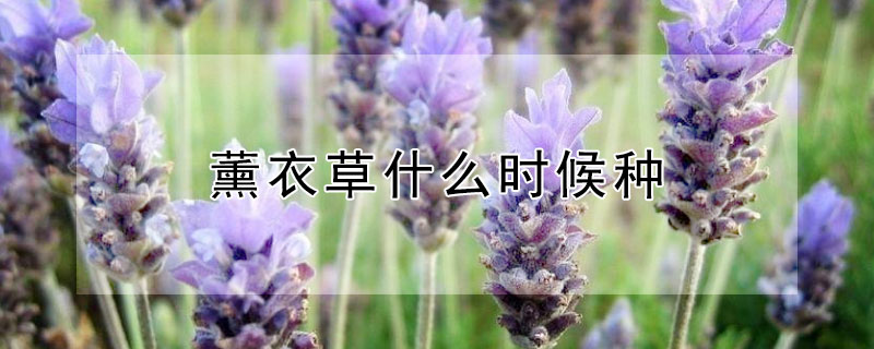 薰衣草什么时候种（薰衣草哪个季节种最好）