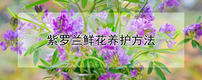 紫罗兰鲜花养护方法（紫罗兰花鲜花怎么养）