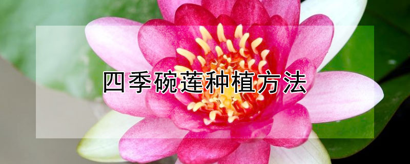 四季碗莲种植方法（四季碗莲种植方法和技术）