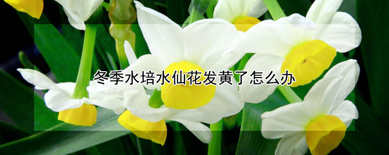 冬季水培水仙花发黄了怎么办（冬季水培水仙花发黄了怎么办呢）