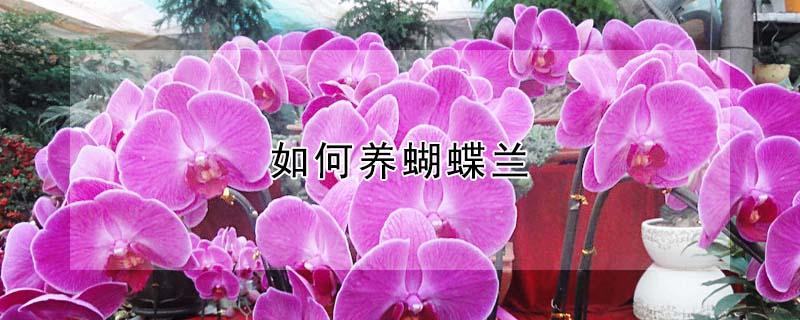 如何养蝴蝶兰（如何养蝴蝶兰才开花）