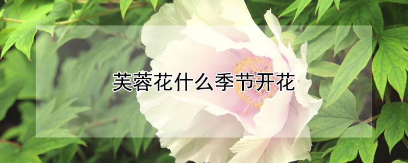 芙蓉花什么季节开花（芙蓉花什么季节开花时间）