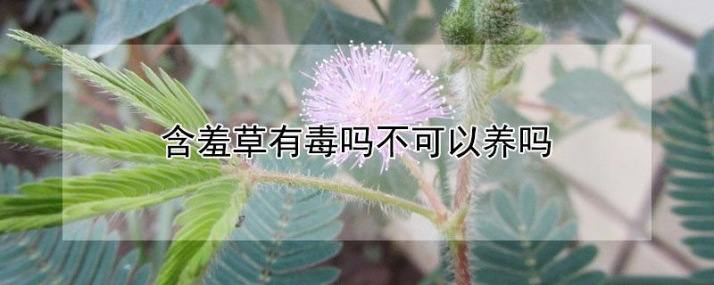 含羞草有毒吗不可以养吗 含羞草有毒吗不可以养吗图片