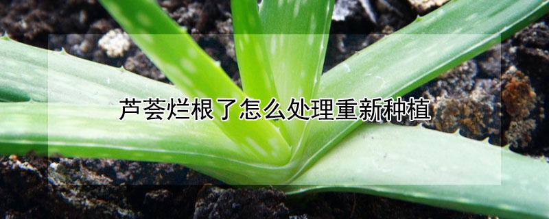 芦荟烂根了怎么处理重新种植 芦荟烂根了怎么处理重新种植后什么时候浇水