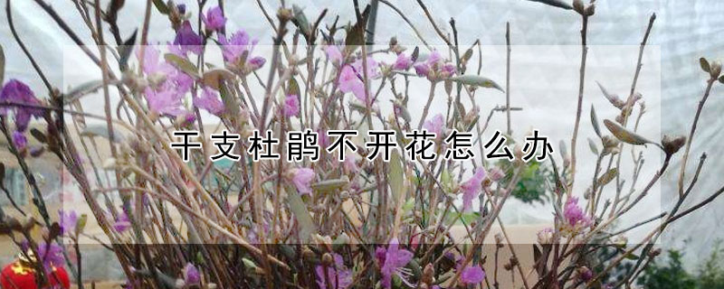 干支杜鹃不开花怎么办 干支的杜鹃怎么不开花