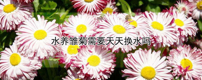 水养雏菊需要天天换水吗（水养雏菊需要天天换水吗视频）