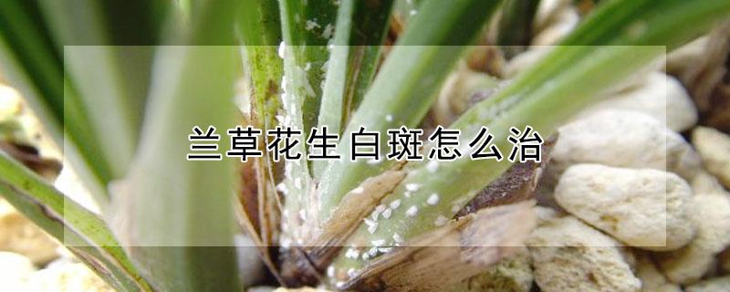 兰草花生白斑怎么治（兰花生白霉怎么办好）