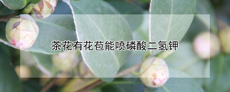 茶花有花苞能喷磷酸二氢钾 茶花可以喷施磷酸二氢钾吗