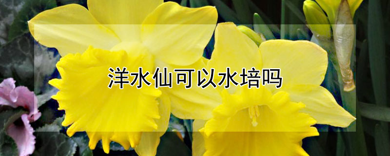 洋水仙可以水培吗（水仙花水养还是土养好）