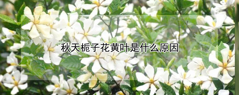 秋天栀子花黄叶是什么原因 栀子花黄叶了怎么办小妙招