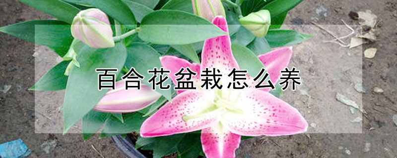 百合花盆栽怎么养 百合花盆栽怎么养护和管理