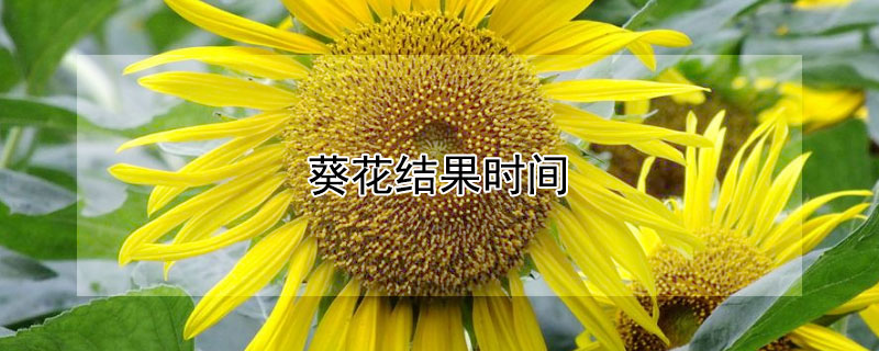 葵花结果时间 葵花结籽是什么时候?