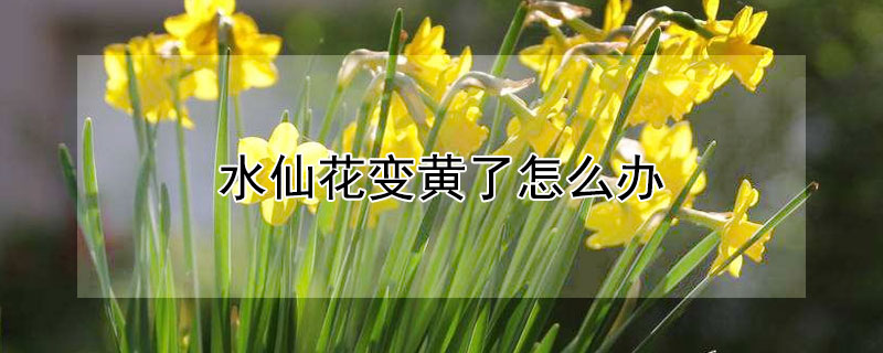 水仙花变黄了怎么办 水仙花变黄了怎么办视频